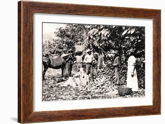 Opening Cocoa Pods, Trinidad, Trinidad and Tobago, C1900s-Strong-Framed Giclee Print