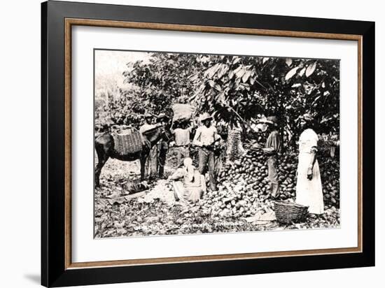 Opening Cocoa Pods, Trinidad, Trinidad and Tobago, C1900s-Strong-Framed Giclee Print