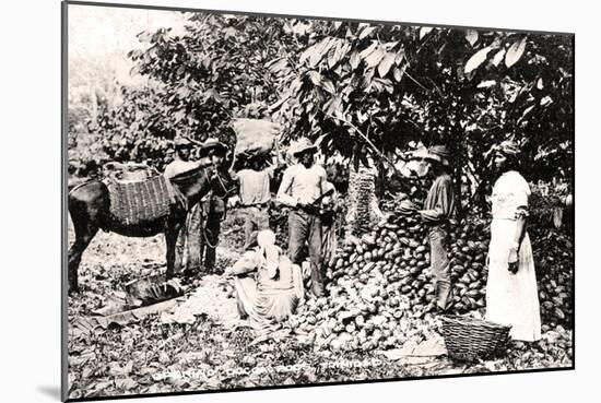 Opening Cocoa Pods, Trinidad, Trinidad and Tobago, C1900s-Strong-Mounted Giclee Print