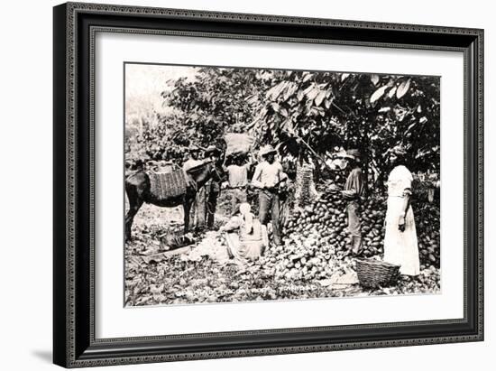 Opening Cocoa Pods, Trinidad, Trinidad and Tobago, C1900s-Strong-Framed Giclee Print
