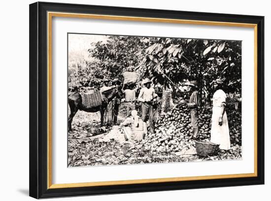 Opening Cocoa Pods, Trinidad, Trinidad and Tobago, C1900s-Strong-Framed Giclee Print