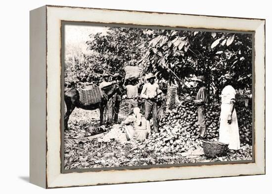 Opening Cocoa Pods, Trinidad, Trinidad and Tobago, C1900s-Strong-Framed Premier Image Canvas