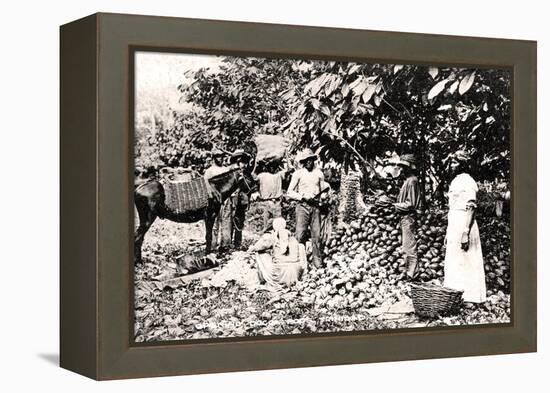 Opening Cocoa Pods, Trinidad, Trinidad and Tobago, C1900s-Strong-Framed Premier Image Canvas