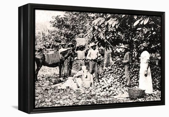 Opening Cocoa Pods, Trinidad, Trinidad and Tobago, C1900s-Strong-Framed Premier Image Canvas