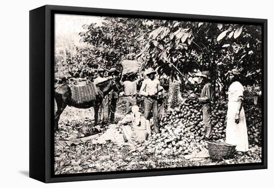 Opening Cocoa Pods, Trinidad, Trinidad and Tobago, C1900s-Strong-Framed Premier Image Canvas