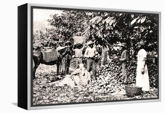 Opening Cocoa Pods, Trinidad, Trinidad and Tobago, C1900s-Strong-Framed Premier Image Canvas