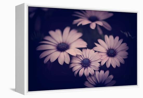 Ophelia-Philippe Sainte-Laudy-Framed Premier Image Canvas