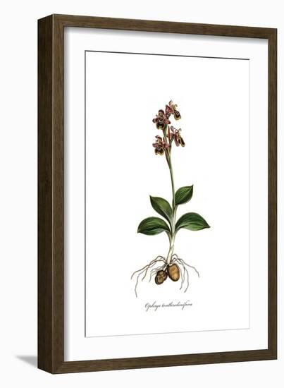 Ophrys Tenthredinifora, Flora Graeca-Ferdinand Bauer-Framed Giclee Print