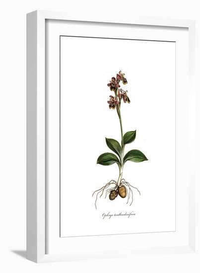 Ophrys Tenthredinifora, Flora Graeca-Ferdinand Bauer-Framed Giclee Print