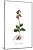 Ophrys Tenthredinifora, Flora Graeca-Ferdinand Bauer-Mounted Giclee Print