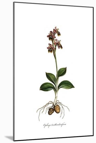 Ophrys Tenthredinifora, Flora Graeca-Ferdinand Bauer-Mounted Giclee Print