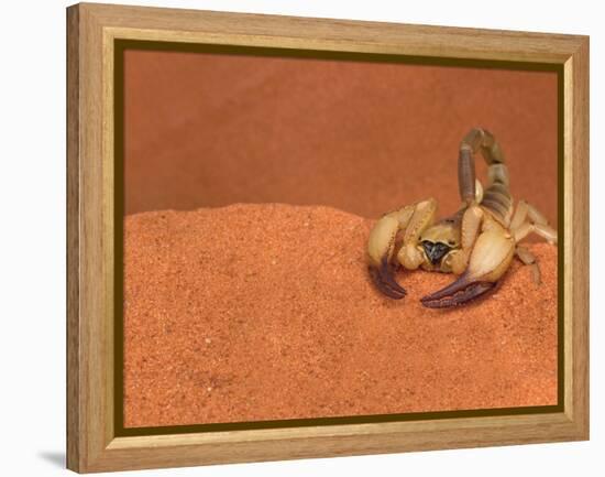 Opistophthalmus Wahlbergii Scorpion, Tswalu Kalahari Game Reserve, Northern Cape, South Africa-Ann & Steve Toon-Framed Premier Image Canvas