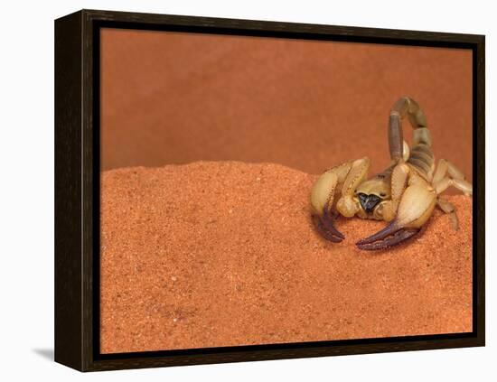 Opistophthalmus Wahlbergii Scorpion, Tswalu Kalahari Game Reserve, Northern Cape, South Africa-Ann & Steve Toon-Framed Premier Image Canvas
