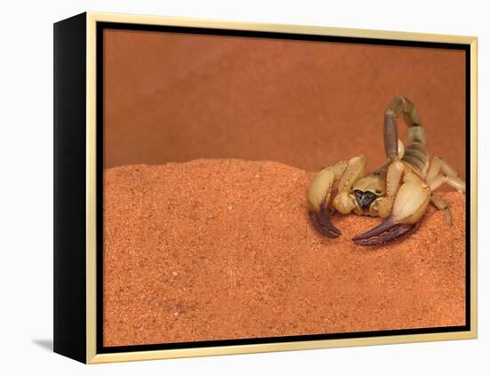 Opistophthalmus Wahlbergii Scorpion, Tswalu Kalahari Game Reserve, Northern Cape, South Africa-Ann & Steve Toon-Framed Premier Image Canvas