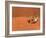 Opistophthalmus Wahlbergii Scorpion, Tswalu Kalahari Game Reserve, Northern Cape, South Africa-Ann & Steve Toon-Framed Photographic Print