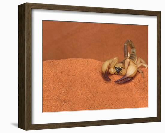 Opistophthalmus Wahlbergii Scorpion, Tswalu Kalahari Game Reserve, Northern Cape, South Africa-Ann & Steve Toon-Framed Photographic Print