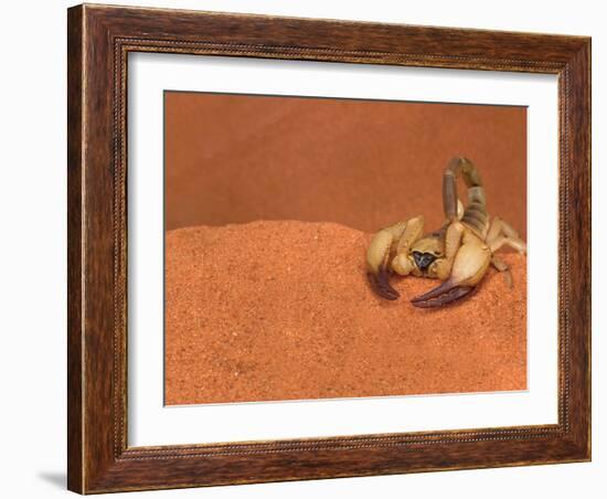 Opistophthalmus Wahlbergii Scorpion, Tswalu Kalahari Game Reserve, Northern Cape, South Africa-Ann & Steve Toon-Framed Photographic Print