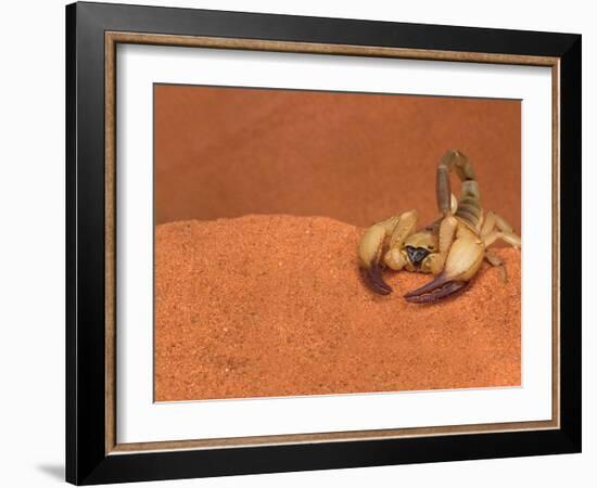 Opistophthalmus Wahlbergii Scorpion, Tswalu Kalahari Game Reserve, Northern Cape, South Africa-Ann & Steve Toon-Framed Photographic Print