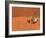 Opistophthalmus Wahlbergii Scorpion, Tswalu Kalahari Game Reserve, Northern Cape, South Africa-Ann & Steve Toon-Framed Photographic Print