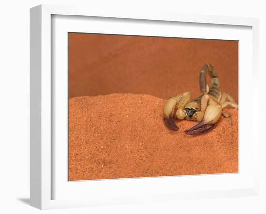 Opistophthalmus Wahlbergii Scorpion, Tswalu Kalahari Game Reserve, Northern Cape, South Africa-Ann & Steve Toon-Framed Photographic Print