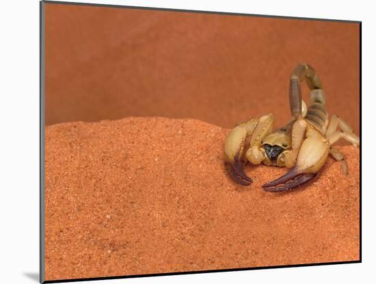 Opistophthalmus Wahlbergii Scorpion, Tswalu Kalahari Game Reserve, Northern Cape, South Africa-Ann & Steve Toon-Mounted Photographic Print