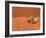 Opistophthalmus Wahlbergii Scorpion, Tswalu Kalahari Game Reserve, Northern Cape, South Africa-Ann & Steve Toon-Framed Photographic Print