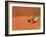 Opistophthalmus Wahlbergii Scorpion, Tswalu Kalahari Game Reserve, Northern Cape, South Africa-Ann & Steve Toon-Framed Photographic Print