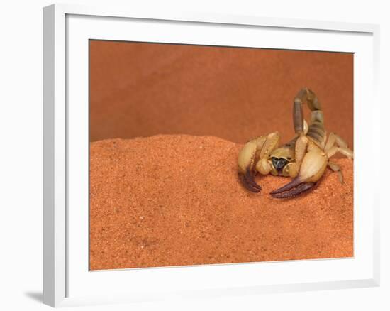 Opistophthalmus Wahlbergii Scorpion, Tswalu Kalahari Game Reserve, Northern Cape, South Africa-Ann & Steve Toon-Framed Photographic Print