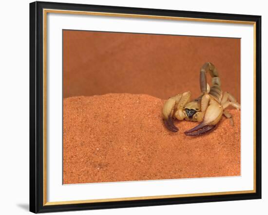 Opistophthalmus Wahlbergii Scorpion, Tswalu Kalahari Game Reserve, Northern Cape, South Africa-Ann & Steve Toon-Framed Photographic Print