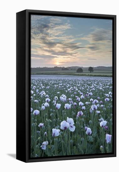 Opium Poppies Flowering in a Dorset Field, Dorset, England. Summer (July)-Adam Burton-Framed Premier Image Canvas