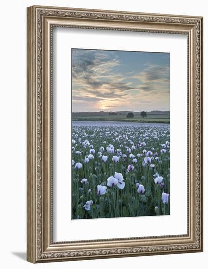 Opium Poppies Flowering in a Dorset Field, Dorset, England. Summer (July)-Adam Burton-Framed Photographic Print