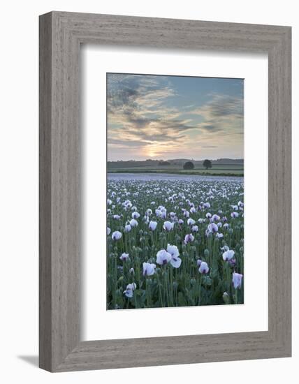 Opium Poppies Flowering in a Dorset Field, Dorset, England. Summer (July)-Adam Burton-Framed Photographic Print