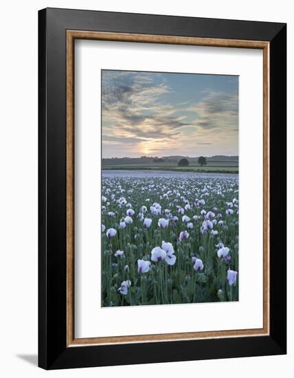 Opium Poppies Flowering in a Dorset Field, Dorset, England. Summer (July)-Adam Burton-Framed Photographic Print