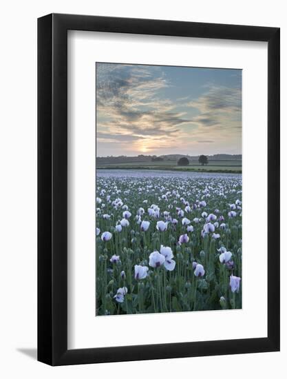 Opium Poppies Flowering in a Dorset Field, Dorset, England. Summer (July)-Adam Burton-Framed Photographic Print