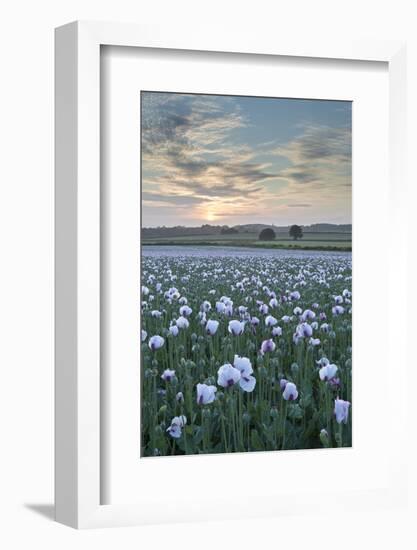 Opium Poppies Flowering in a Dorset Field, Dorset, England. Summer (July)-Adam Burton-Framed Photographic Print