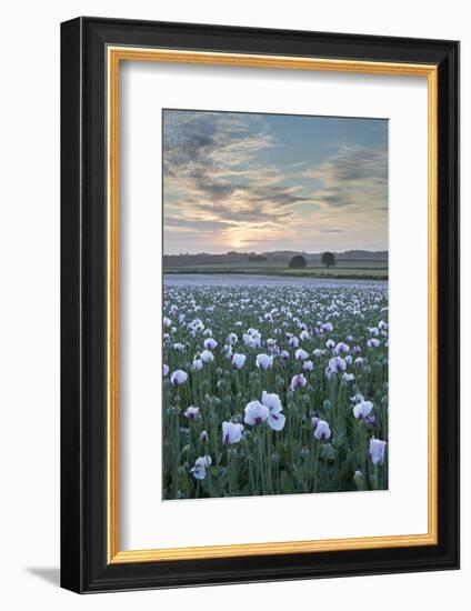 Opium Poppies Flowering in a Dorset Field, Dorset, England. Summer (July)-Adam Burton-Framed Photographic Print