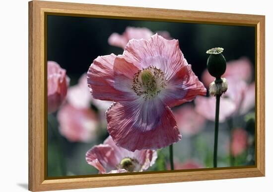 Opium Poppies (Papaver Somniferum)-Vaughan Fleming-Framed Premier Image Canvas