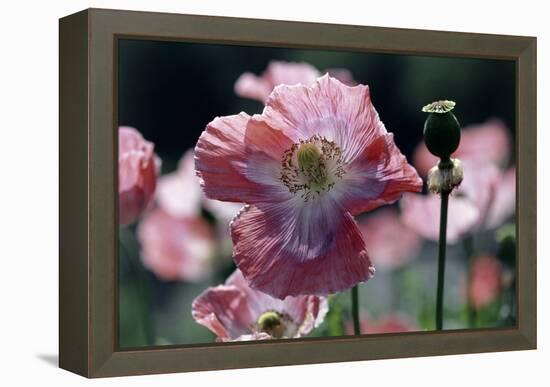 Opium Poppies (Papaver Somniferum)-Vaughan Fleming-Framed Premier Image Canvas