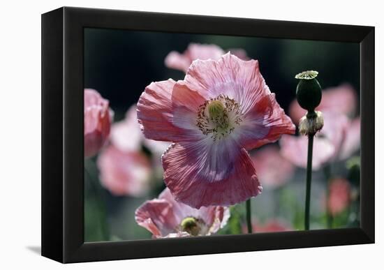 Opium Poppies (Papaver Somniferum)-Vaughan Fleming-Framed Premier Image Canvas