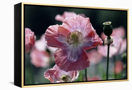 Opium Poppies (Papaver Somniferum)-Vaughan Fleming-Framed Premier Image Canvas