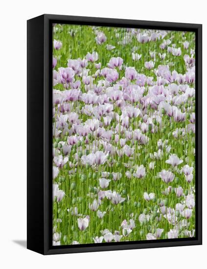 Opium Poppies (Papaver Somniferum)-Tony Craddock-Framed Premier Image Canvas