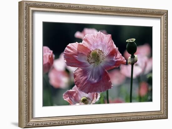 Opium Poppies (Papaver Somniferum)-Vaughan Fleming-Framed Photographic Print