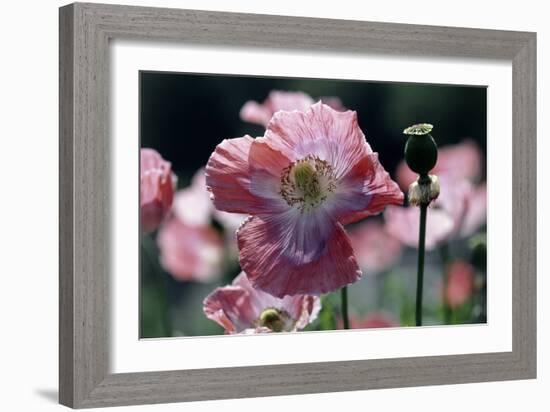 Opium Poppies (Papaver Somniferum)-Vaughan Fleming-Framed Photographic Print