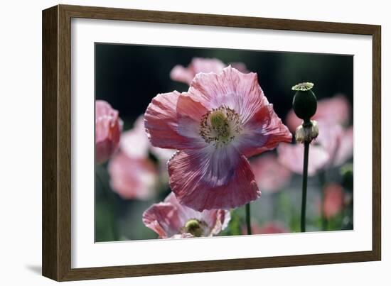 Opium Poppies (Papaver Somniferum)-Vaughan Fleming-Framed Photographic Print