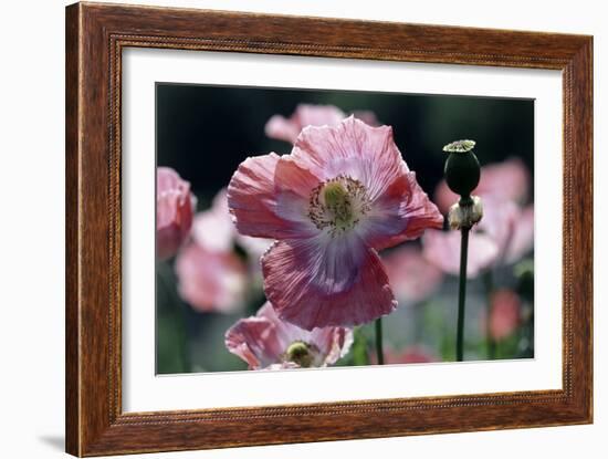 Opium Poppies (Papaver Somniferum)-Vaughan Fleming-Framed Photographic Print