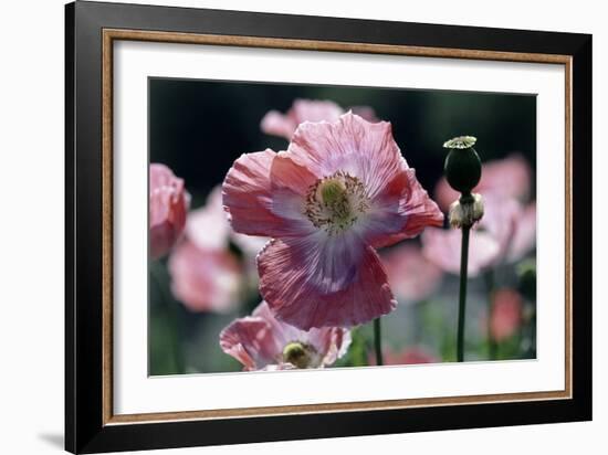 Opium Poppies (Papaver Somniferum)-Vaughan Fleming-Framed Photographic Print