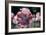 Opium Poppies (Papaver Somniferum)-Vaughan Fleming-Framed Photographic Print