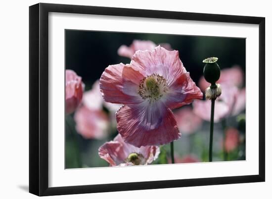 Opium Poppies (Papaver Somniferum)-Vaughan Fleming-Framed Photographic Print