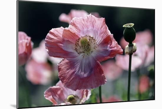 Opium Poppies (Papaver Somniferum)-Vaughan Fleming-Mounted Photographic Print