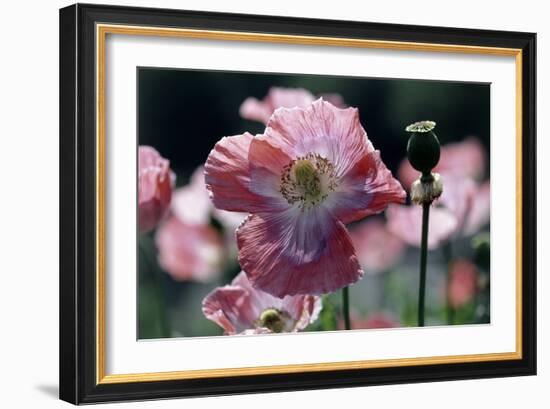 Opium Poppies (Papaver Somniferum)-Vaughan Fleming-Framed Photographic Print
